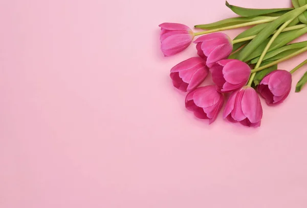 Весенние цветы баннер - куча бургундских цветов тюльпан вид сверху — стоковое фото