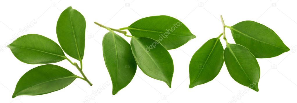 Green leaves isolated clipping path