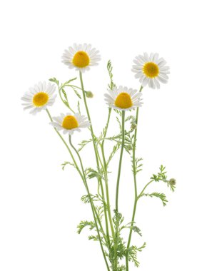 Chamomiles klip ile gölge olmadan beyaz arka plan üzerinde izole