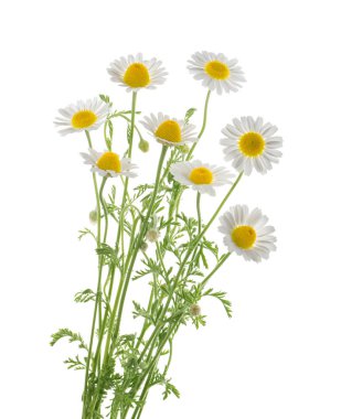 Chamomiles beyaz arka plan üzerinde izole. cli ile gölge olmadan