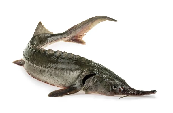 Pescado fresco de esturión aislado en blanco — Foto de Stock