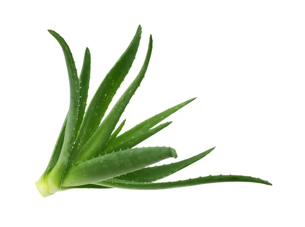 Aloe vera elszigetelt fehér háttér — Stock Fotó