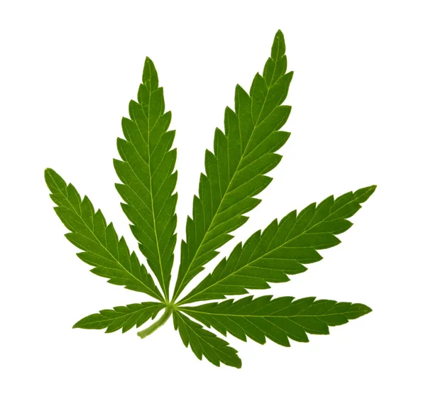 Marijuana blad isolerad på vit utan skugga — Stockfoto