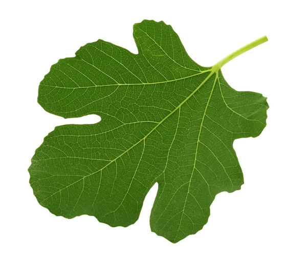 Fig leaf isolated on white background clipping path — Stock Photo, Image