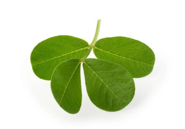 fıstık yaprağı kırpma yolu ile izole beyaz arka plan