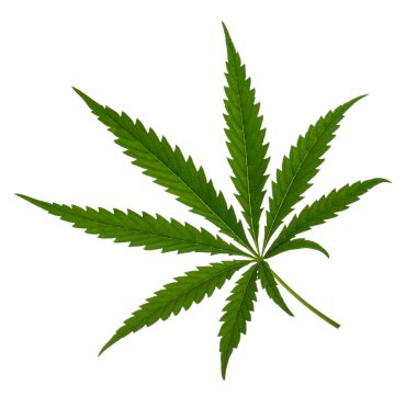 Beyaz Gölge olmadan izole marihuana yaprağı