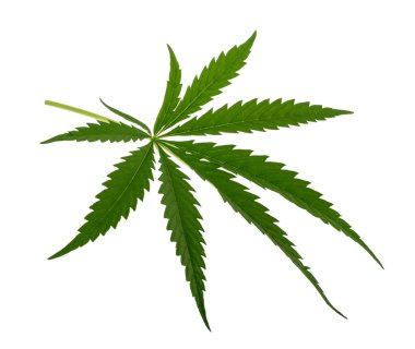 Beyaz Gölge olmadan izole marihuana yaprağı
