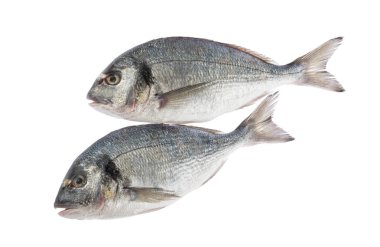 gölge olmadan izole dorado balık