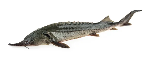 Färsk stör fisk isolerad urklippsbana — Stockfoto