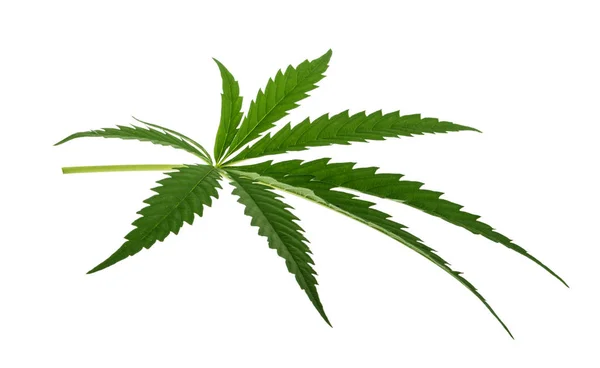 Marijuana blad isolerad på vit utan skugga — Stockfoto