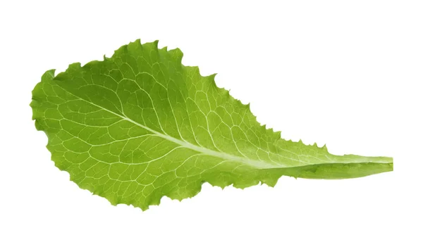 Green iceberg lettuce leaf isolated without shadow — Stock Photo, Image