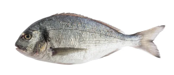 Gölge olmadan izole dorado balık — Stok fotoğraf
