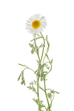 Chamomiles gölge olmadan beyaz arka plan üzerinde izole