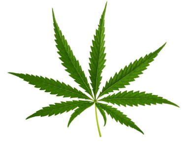 Marihuana gölge kırpma yolu olmadan beyaz izole yaprakları