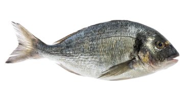dorado fish isolated without shadow clipart