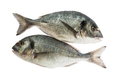 gölge olmadan izole dorado balık