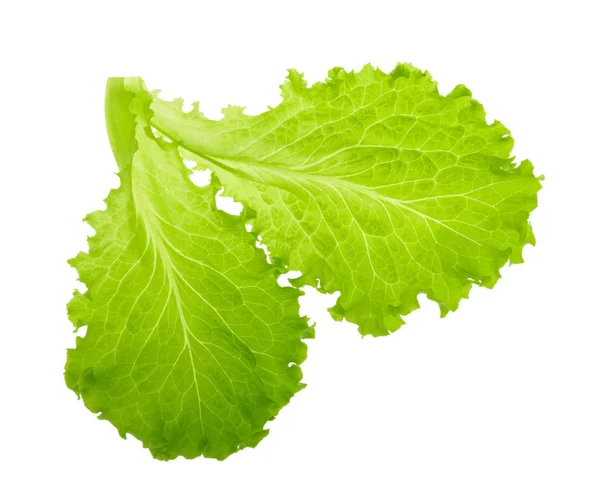 Green lettuce leaf isolated without shadow — Stock Photo, Image