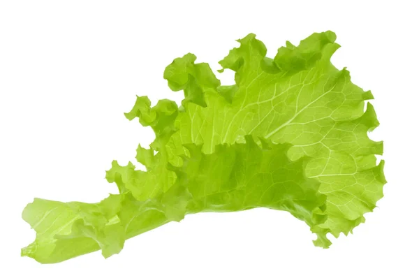 Green lettuce leaf isolated without shadow — Stock Photo, Image