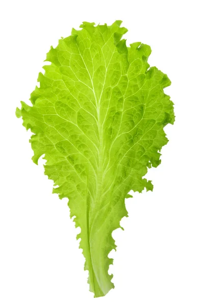Green lettuce leaf isolated without shadow — Stock Photo, Image