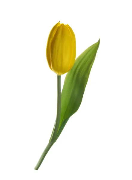 Желтый цветок тюльпана изолирован без тени обрезки пути — стоковое фото