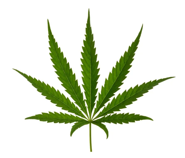 Marihuanablad geïsoleerd op wit zonder schaduw — Stockfoto