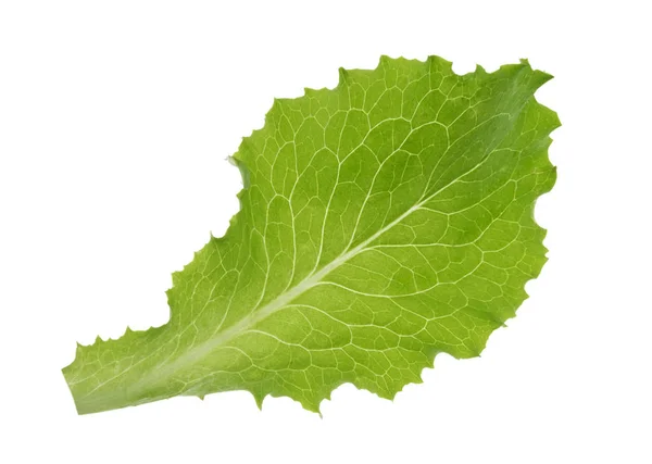 Iceberg lettuce leaf isolated without shadow — Stock Photo, Image