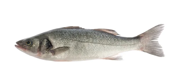 Peixe robalo isolado no fundo branco — Fotografia de Stock