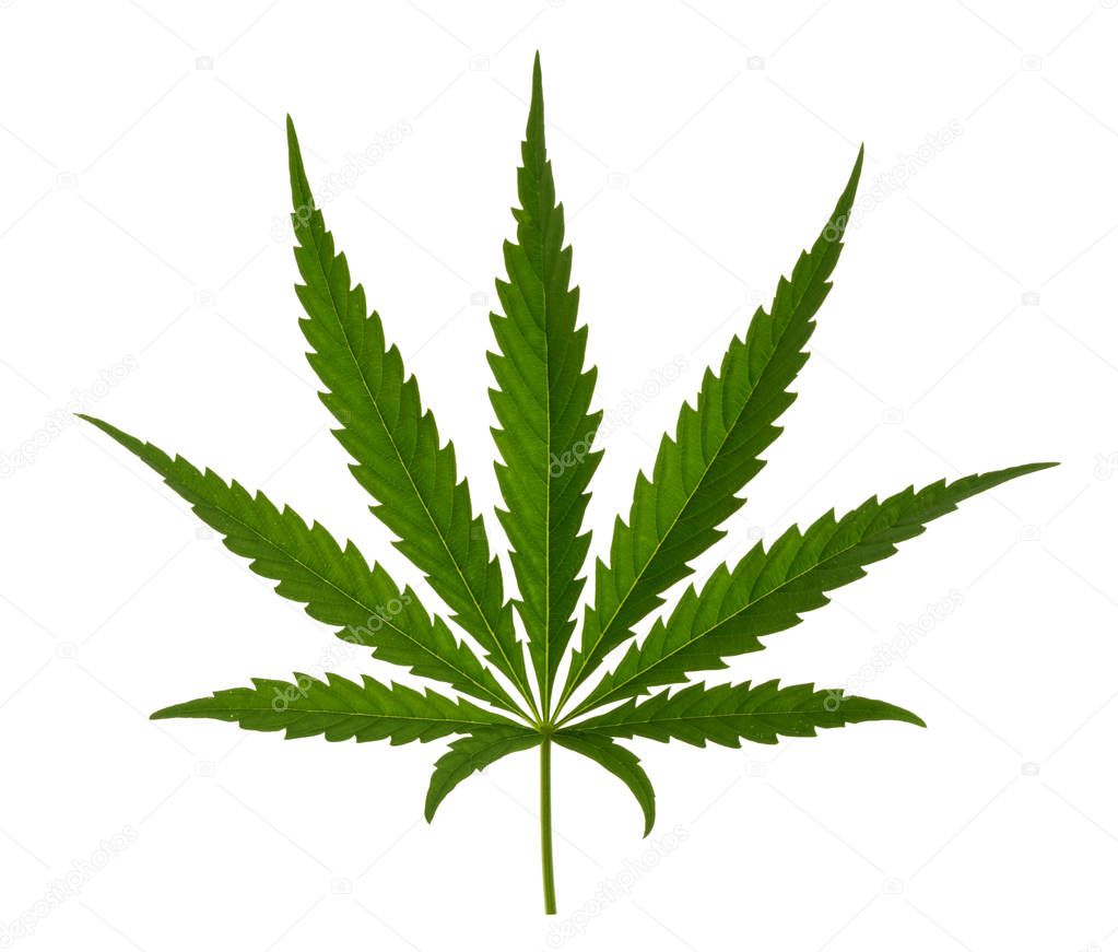 Marijuana leaf isolated on white without shadow