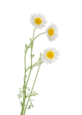 Papatyalar kırpma yolu ile gölgesiz beyaz arkaplanda izole