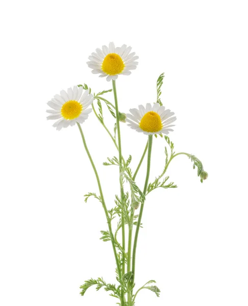 Chamomiles Daisy Flower Isolated White Background — Stock Photo, Image