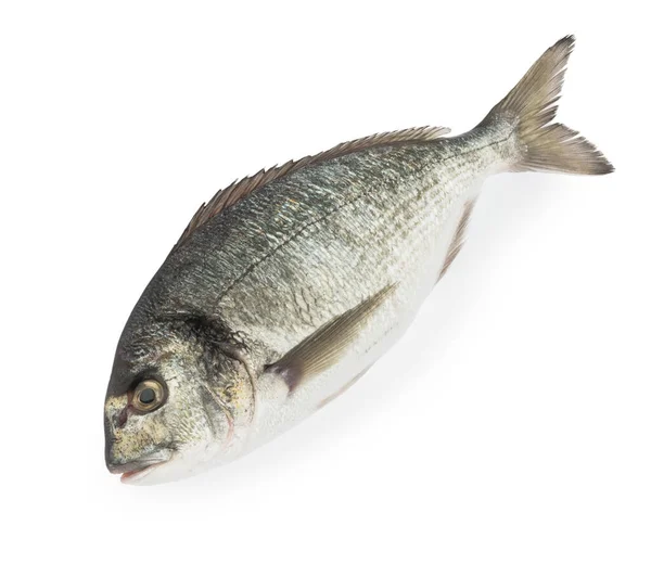 Dorado Ψάρι Απομονωμένο Λευκό Φόντο — Φωτογραφία Αρχείου