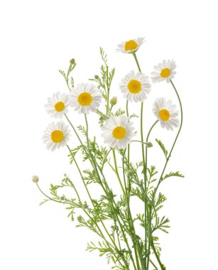 Papatyalar kırpma yolu ile gölgesiz beyaz arkaplanda izole