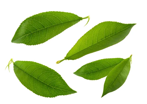 Peach leaves isolated on white background without shadow