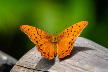 Kruvazör - Vindula arsino- turuncu tropikal kelebek, Kuranda