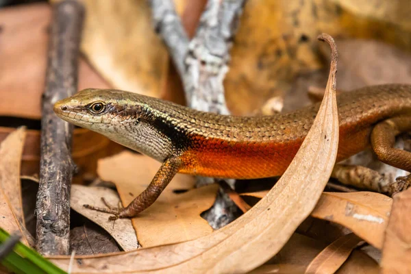 Regenbogenskink Mit Geschlossenen Einstreu Carlia Longipes Auf Fitzroy Island Queensland — Stockfoto