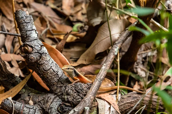 Kapalı gökkuşağı lekesi - Fitzroy Adası 'nda Carlia Longipes, Queensland, Avustralya