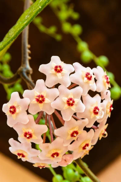 Flor de porcelana fotos de stock, imágenes de Flor de porcelana sin royalties | Depositphotos Flor de porcelana fotos de stock, imágenes de Flor de porcelana sin royalties | Depositphotos