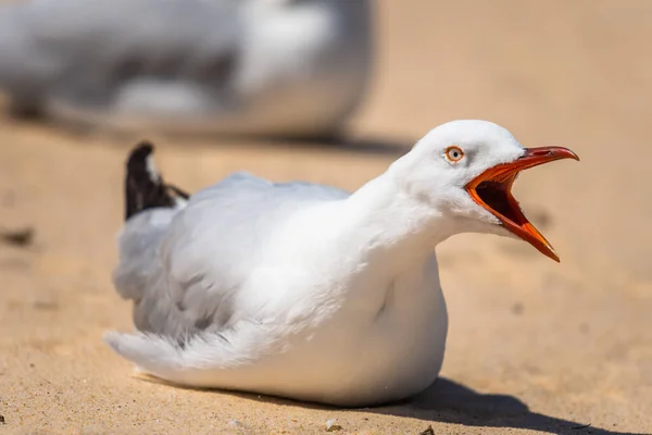 Seagull Sand Watson Bay Nsw Australia — Stock Photo, Image