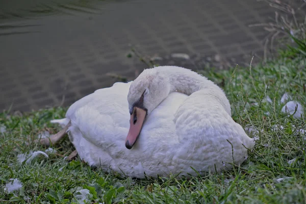 Una Familia Cisnes Las Vías Navegables Milán —  Fotos de Stock