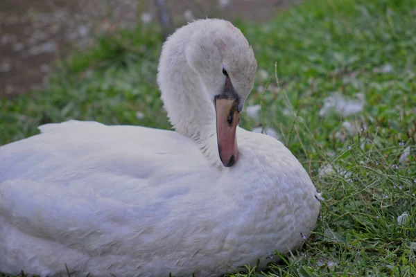 Milan 'ın su yollarında bir kuğu ailesi.