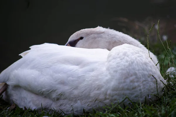 Сім Лебедів Водах Мілану — стокове фото