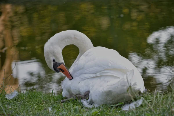 ミラノの水路で白鳥の家族 — ストック写真