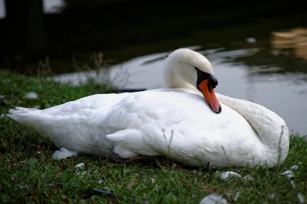 Una Familia Cisnes Las Vías Navegables Milán —  Fotos de Stock