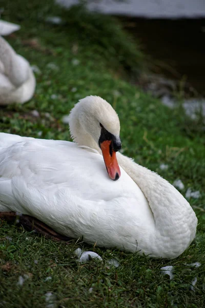 Een Familie Van Zwanen Waterwegen Van Milaan — Stockfoto