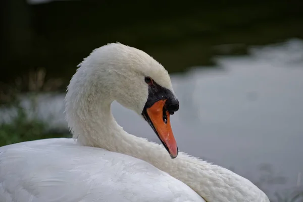 Een Familie Van Zwanen Waterwegen Van Milaan — Stockfoto