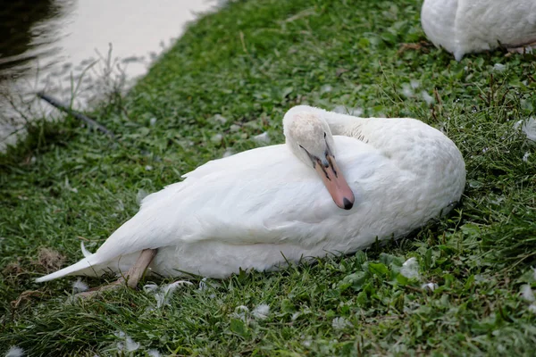 Una Familia Cisnes Las Vías Navegables Milán — Foto de Stock