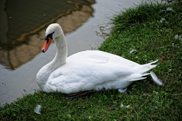 Una Familia Cisnes Las Vías Navegables Milán —  Fotos de Stock