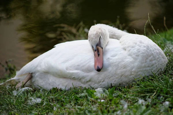 ミラノの水路で白鳥の家族 — ストック写真