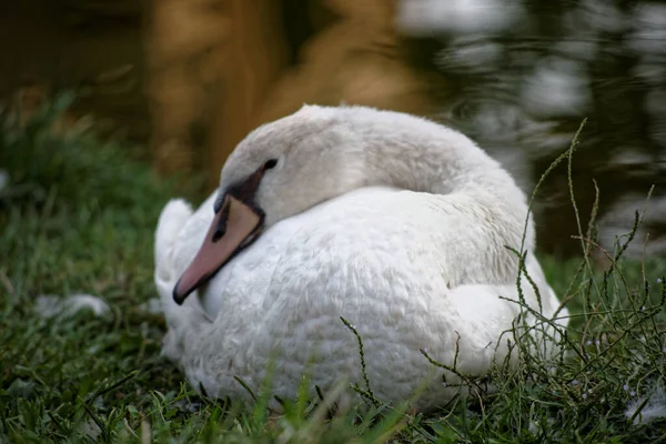 Una Familia Cisnes Las Vías Navegables Milán — Foto de Stock