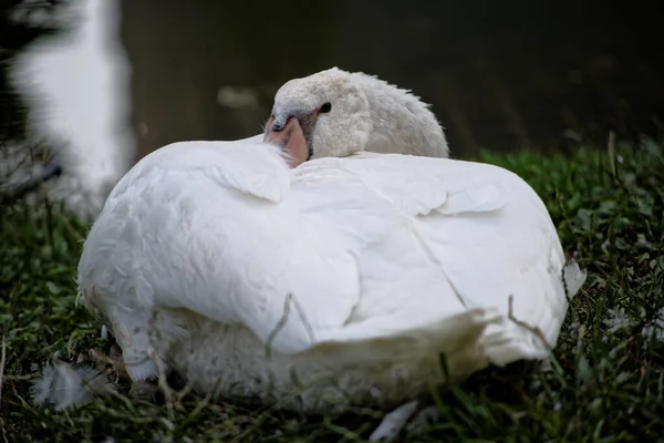 Una Familia Cisnes Las Vías Navegables Milán — Foto de Stock